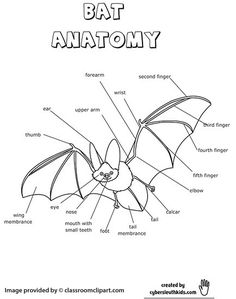 the anatomy of a bat with labels on it