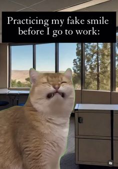 a cat sitting in an office with the caption practicing my fake smile before i go to work