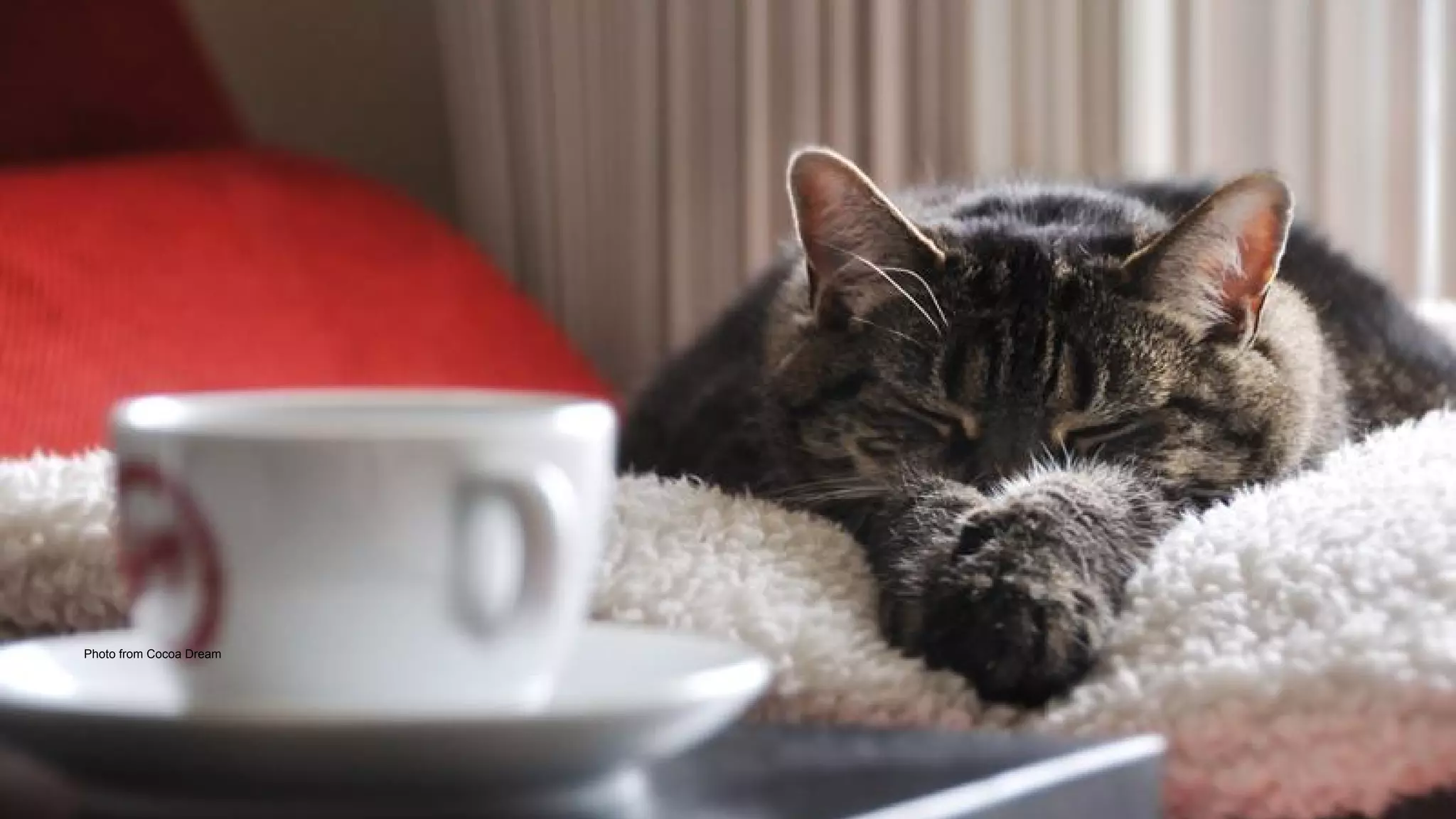 Cat photo from http://galato901.deviantart.com/art/Cat-on-Work-Break-173043455
Photo from Cocoa Dream
 