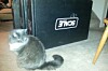 Scale Computing boxes with kitty