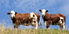Two cows