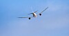 Japan Airlines
