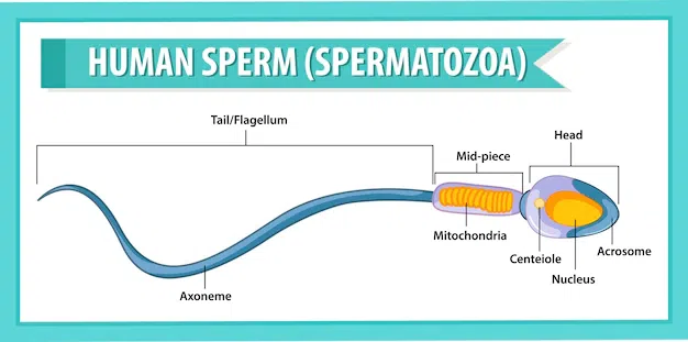 Human Sperm