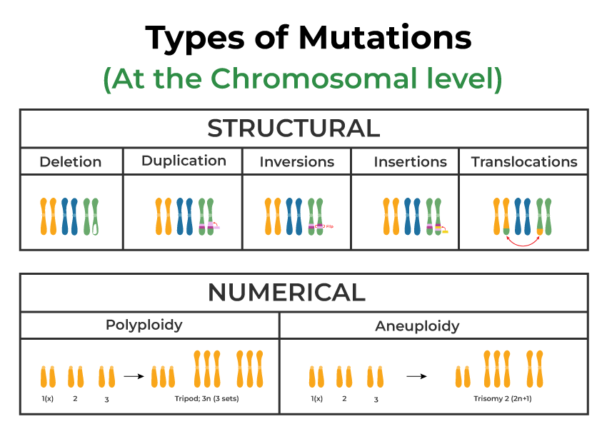 Chromosomal Mutation
