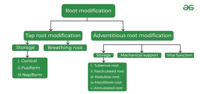 Root-Modification