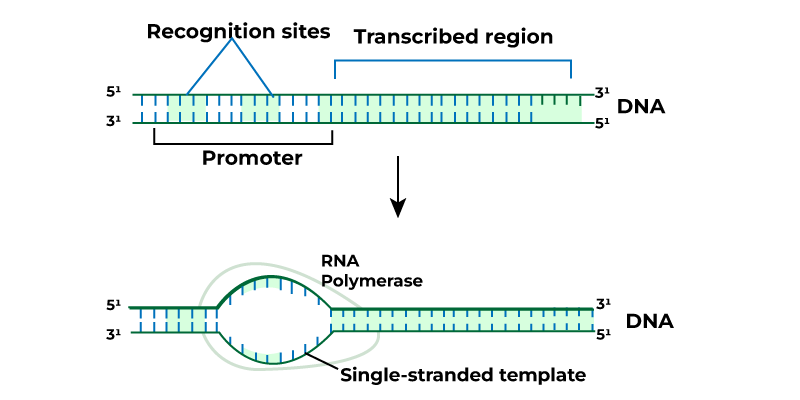 Transcriptioninitiation