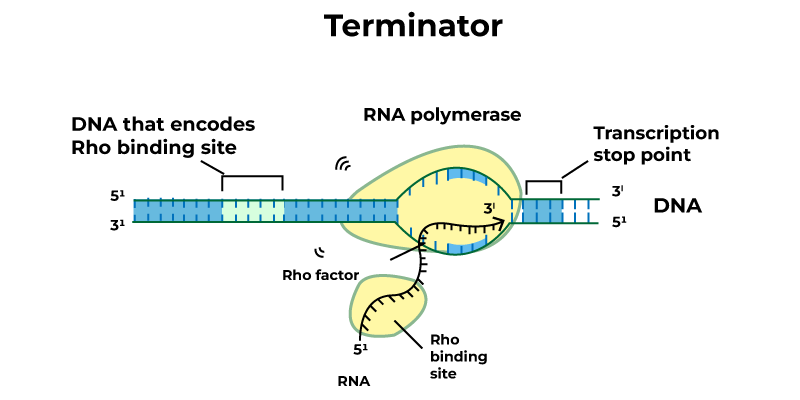 Terminationinbacteria