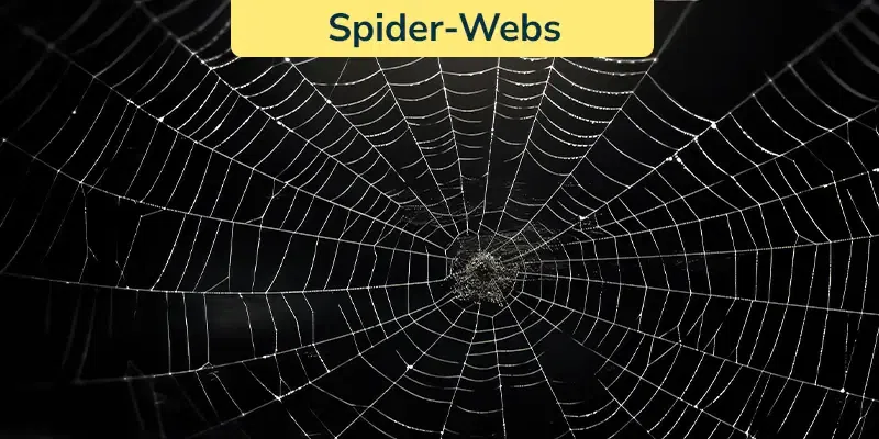 Spider-Webs