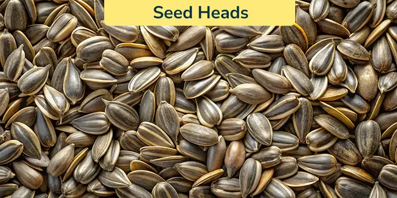 Seed-heads