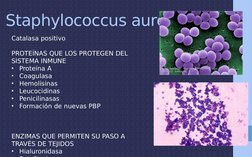 Staphylococcus aureus
Catalasa positivo
PROTEÍNAS QUE LOS PROTEGEN DEL 
SISTEMA INMUNE
•
Proteína A
•
Coagulasa
•
Hemolisinas