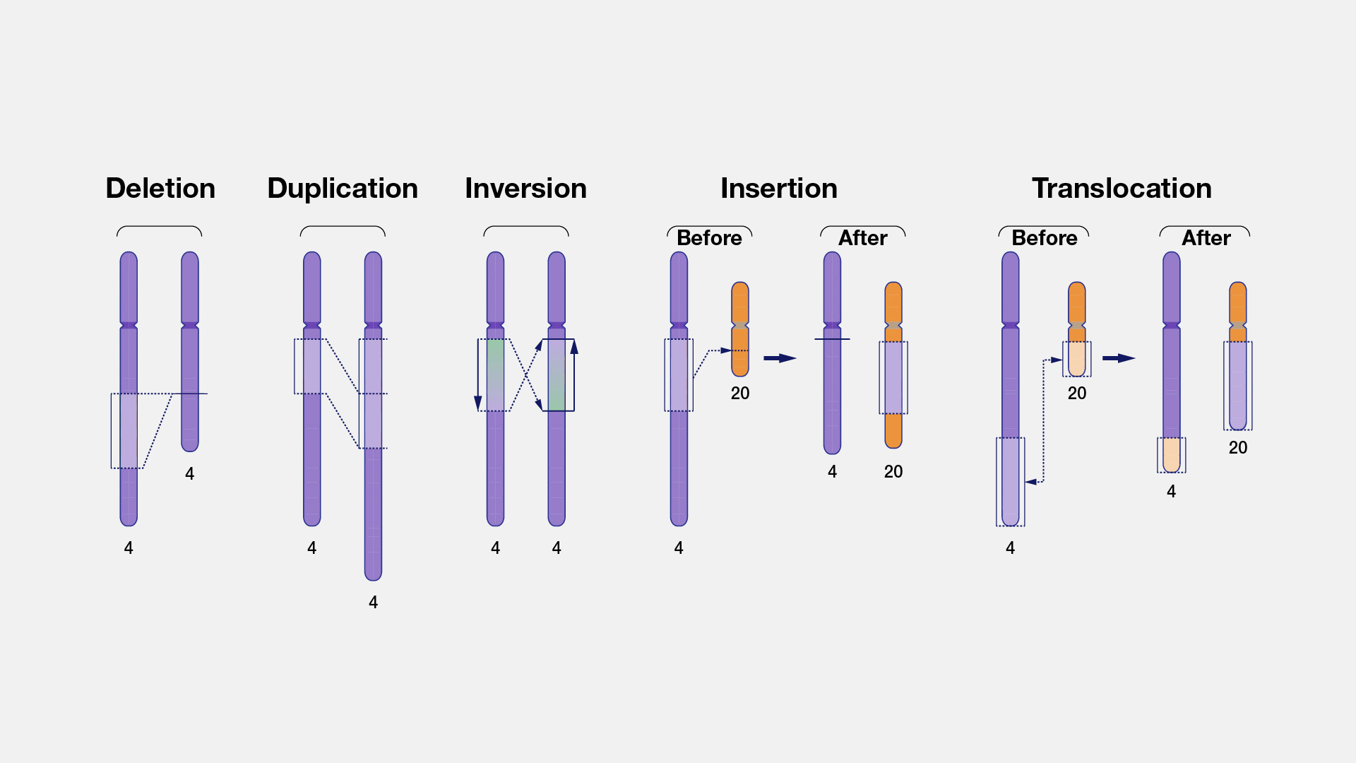 Structural Variation