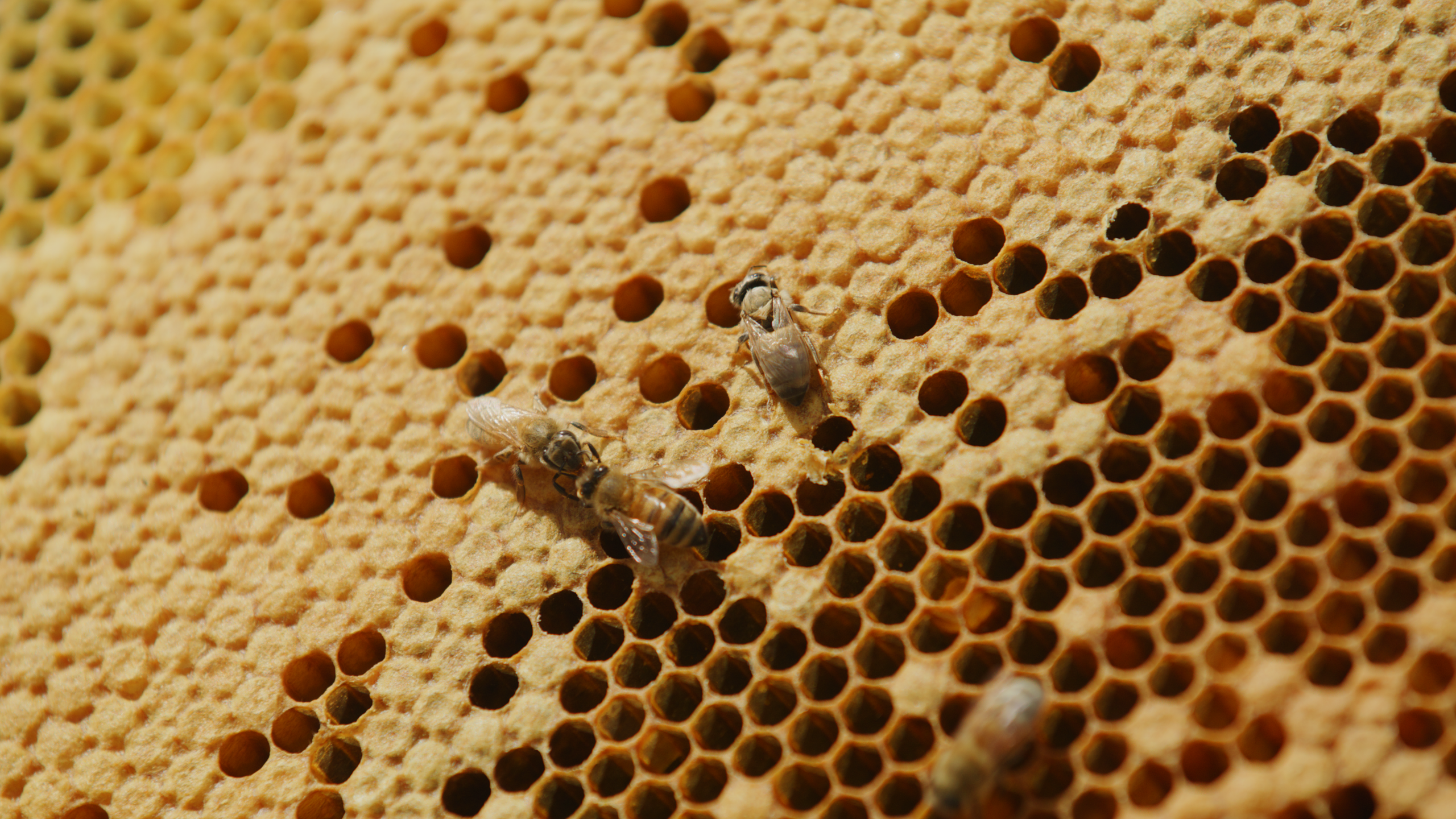 a close up shot of honeycomb with some cells filled and some empty and two bees lingering
