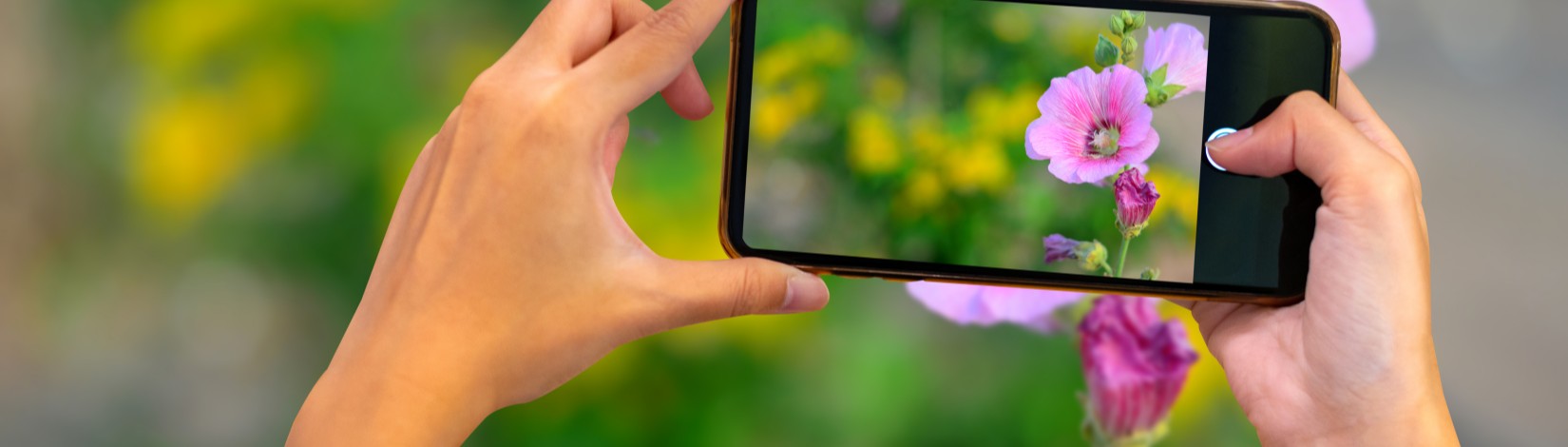 Una persona tomando una fotografía con su teléfono móvil de una planta en floración para su identificación y registro.