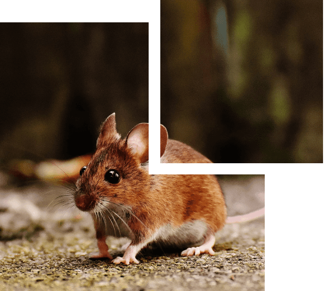Muis foto