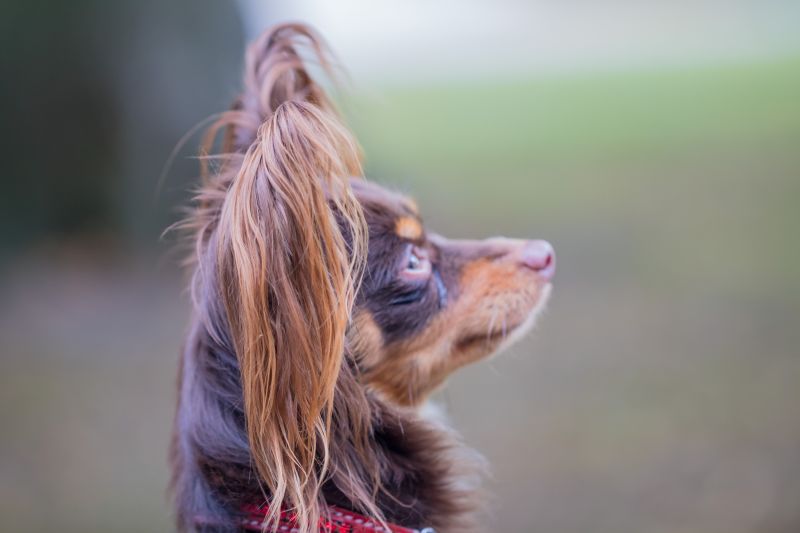 정원, 공원, 개, 가을, hund, 피부 정원, 공원, 개, 가을, hund, 피부