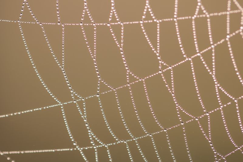 agua, circulo, araña, Rocío, Arácnido, soltar agua, circulo, araña, Rocío, Arácnido, soltar