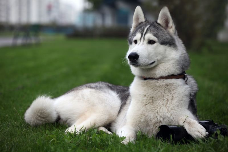Tiere, Hund, Sibirischer Husky, Alaskischer Malamute, Säugetier, Wirbeltier Tiere, Hund, Sibirischer Husky, Alaskischer Malamute, Säugetier, Wirbeltier