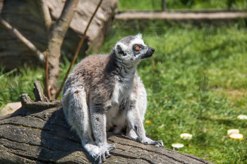 야생 생물, 동물원, 동물, Djur, ystad, 자연 야생 생물, 동물원, 동물, Djur, ystad, 자연