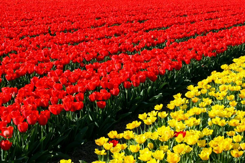 Rosa, Blumen, rot, Park, Reise, Licht Rosa, Blumen, rot, Park, Reise, Licht