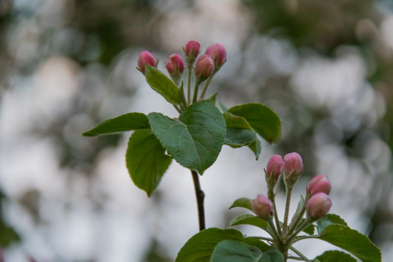 자연, 분기, 녹색, 보케, 나무, 꽃 자연, 분기, 녹색, 보케, 나무, 꽃