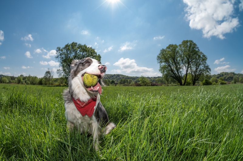 แนวนอน, ธรรมชาติ, หญ้า, ท้องฟ้า, ฟิลด์, เมฆ แนวนอน, ธรรมชาติ, หญ้า, ท้องฟ้า, ฟิลด์, เมฆ