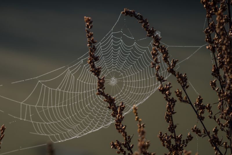 rama, araña, Rocío, Arácnido, web, Spindeln t rama, araña, Rocío, Arácnido, web, Spindeln t