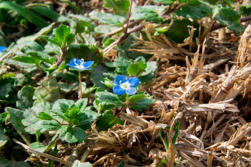 little plants, natura little plants, natura