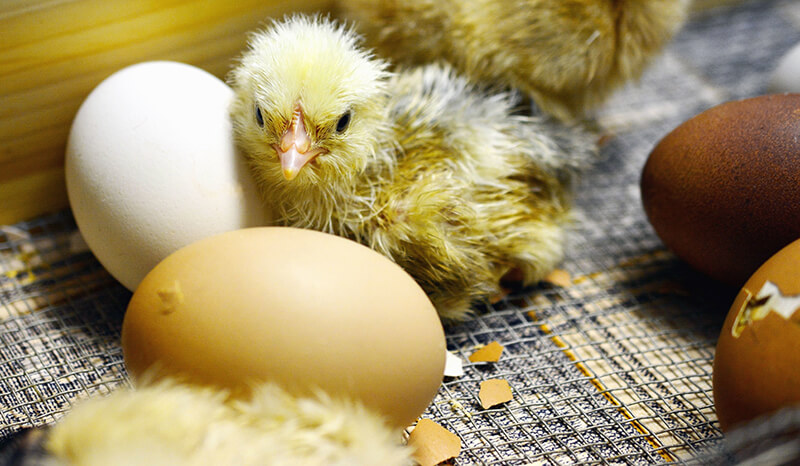 newly hatched chicks