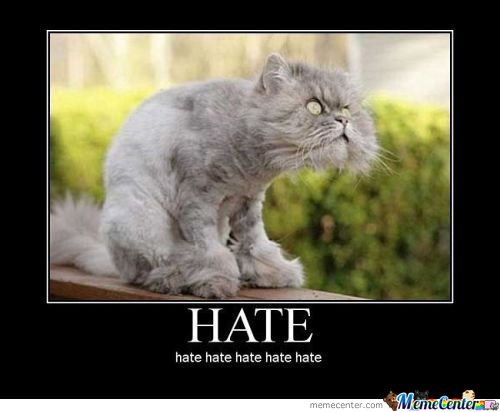 hate-cat