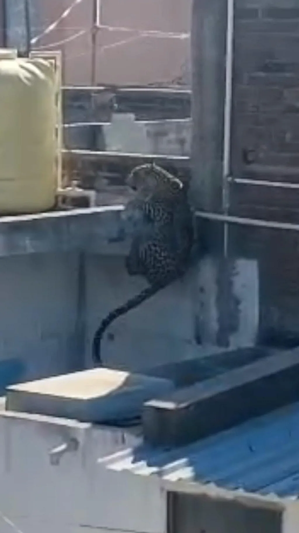 घरात शिरलेल्या बिबट्याला वनविभागाच्या अधिकाऱ्यांनी असं पकडलं