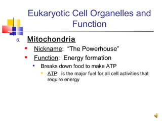 Eukaryotic Cell Organelles and
                    Function
6.       Mitochondria
         Nickname: “The Powerhouse”
         Function: Energy formation
             Breaks down food to make ATP
                 ATP: is the major fuel for all cell activities that
                  require energy
 