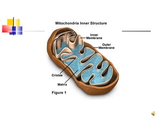 Cell structures and functions