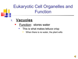 Eukaryotic Cell Organelles and
                Function
7.       Vacuoles
         Function: stores water
             This is what makes lettuce crisp
                 When there is no water, the plant wilts
 
