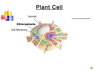Plant Cell
                             Figure 7-5 Plant and Animal Cells
           Section 7-2


                            Vacuole


                  Chloroplasts

            Cell Membrane




Go to
Section:
 