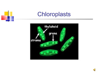 Chloroplasts
 