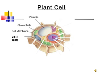 Plant Cell
                             Figure 7-5 Plant and Animal Cells
           Section 7-2


                            Vacuole


                  Chloroplasts

            Cell Membrane

            Cell
            Wall




Go to
Section:
 