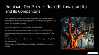 Dominant Tree Species: Teak (Tectona grandis)
and its Companions
Teak, or Tectona grandis, is the most prominent tree species in Pench,
forming vast stretches of its dry deciduous forests. Its sturdy timber has
made it historically significant.
Alongside teak, other important tree species include:
Saj (Terminalia tomentosa): Known for its crocodile-bark appearance.
Bija (Pterocarpus marsupium): Valued for its medicinal properties and
timber.
Lendia (Lagerstroemia parviflora): A common associate, providing habitat
for various insects.
Haldu (Adina cordifolia): Characterised by its yellow flowers and large
leaves.
 