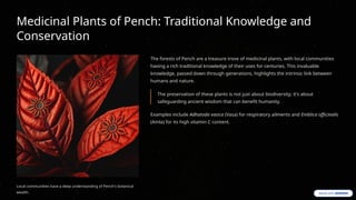 Medicinal Plants of Pench: Traditional Knowledge and
Conservation
Local communities have a deep understanding of Pench's botanical
wealth.
The forests of Pench are a treasure trove of medicinal plants, with local communities
having a rich traditional knowledge of their uses for centuries. This invaluable
knowledge, passed down through generations, highlights the intrinsic link between
humans and nature.
The preservation of these plants is not just about biodiversity; it's about
safeguarding ancient wisdom that can benefit humanity.
Examples include Adhatoda vasica (Vasa) for respiratory ailments and Emblica officinalis
(Amla) for its high vitamin C content.
 