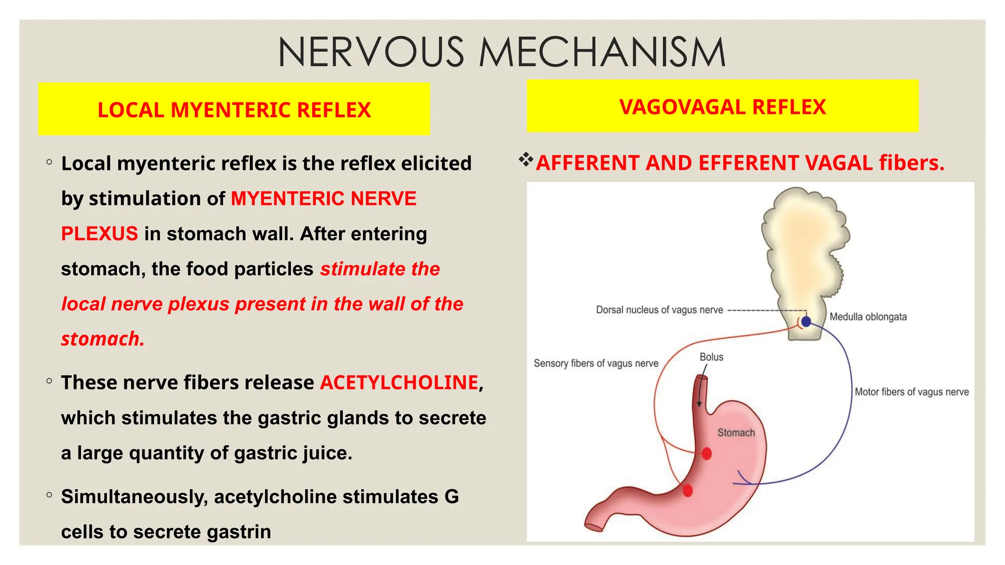 NERVOUS MECHANISM
LOCAL MYENTERIC REFLEX
◦ Local myenteric reflex is the reflex elicited
by stimulation of MYENTERIC NERVE
PLEXUS in stomach wall. After entering
stomach, the food particles stimulate the
local nerve plexus present in the wall of the
stomach.
◦ These nerve fibers release ACETYLCHOLINE,
which stimulates the gastric glands to secrete
a large quantity of gastric juice.
◦ Simultaneously, acetylcholine stimulates G
cells to secrete gastrin
VAGOVAGAL REFLEX
AFFERENT AND EFFERENT VAGAL fibers.
 