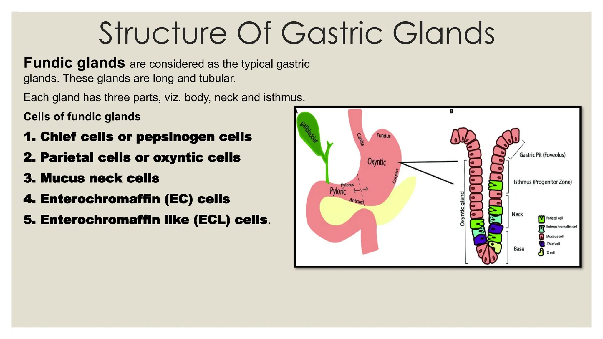 Structure Of Gastric Glands
Fundic glands are considered as the typical gastric
glands. These glands are long and tubular.
Each gland has three parts, viz. body, neck and isthmus.
Cells of fundic glands
1. Chief cells or pepsinogen cells
2. Parietal cells or oxyntic cells
3. Mucus neck cells
4. Enterochromaffin (EC) cells
5. Enterochromaffin like (ECL) cells.
 