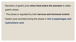 ◦ Secretion of gastric juice when food enters the stomach is called
gastric phase.
◦ This phase is regulated by both nervous and hormonal control.
◦ Gastric juice secreted during this phase is rich in pepsinogen and
hydrochloric acid.
 