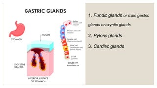 1. Fundic glands or main gastric
glands or oxyntic glands
2. Pyloric glands
3. Cardiac glands
 