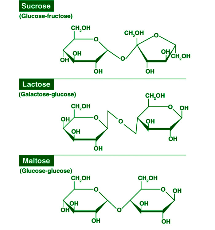 Classification of Carbohydrates - Dissaccharides
