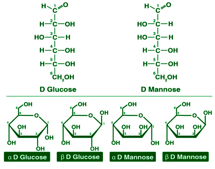 Classification of Carbohydrates - Glucose
