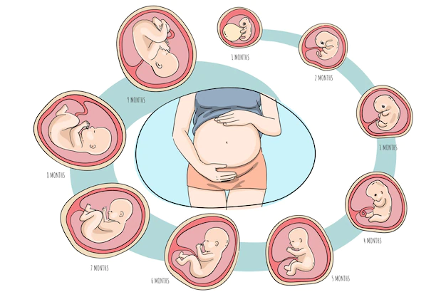 Pregnancy cycle
