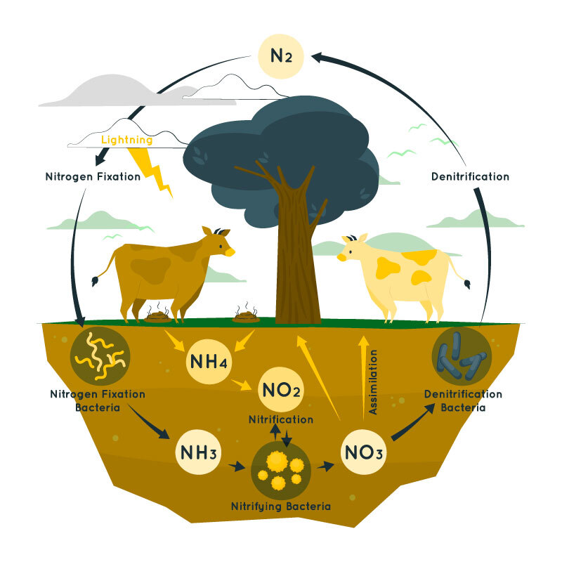 Nitrogen Cycle