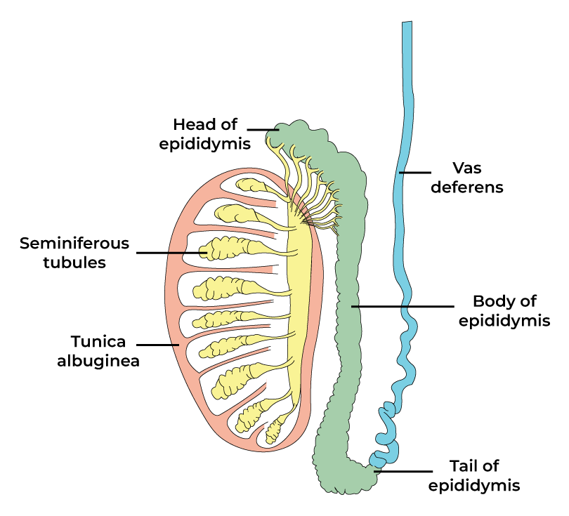 Anatomy of Testis
