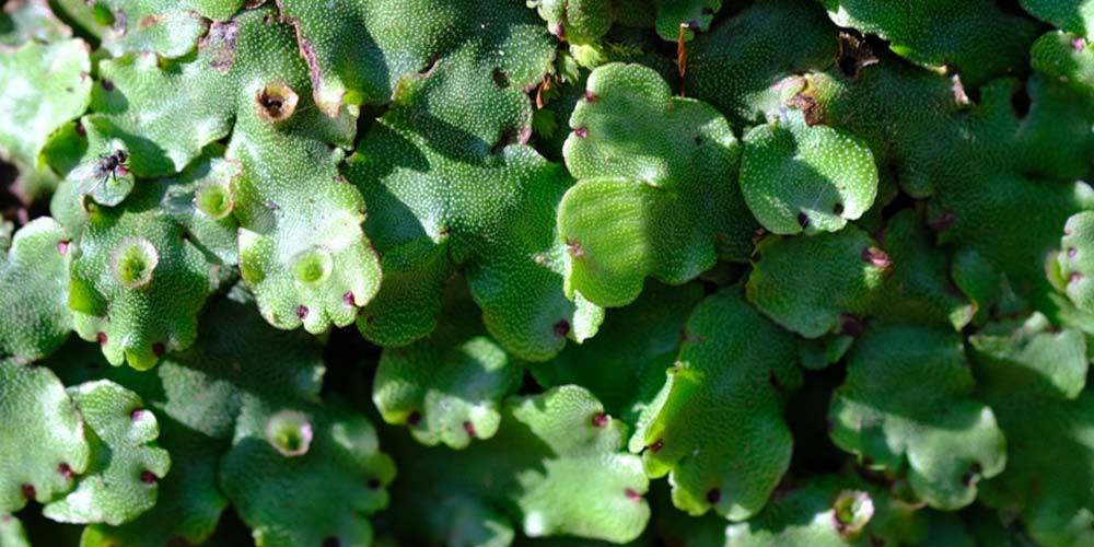 Liverwort