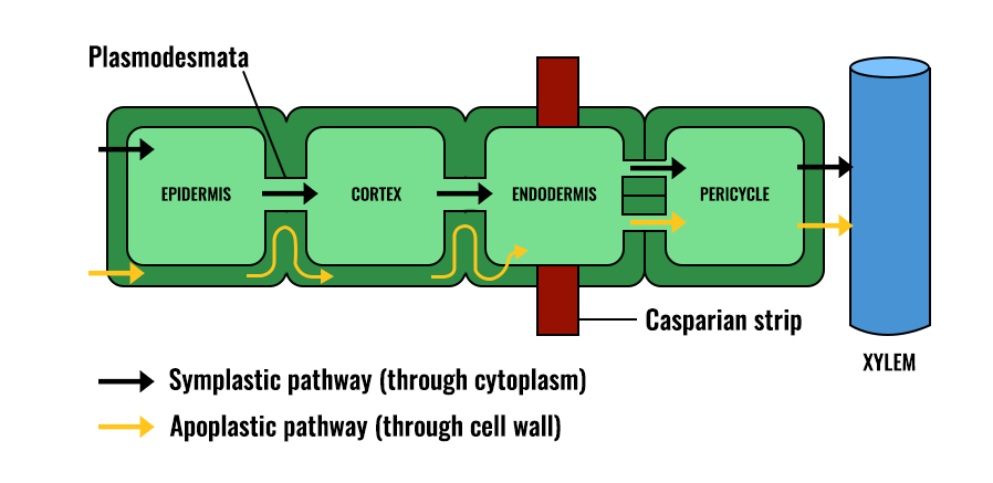 Symplast and Apoplast