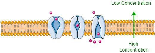 Facilitated Diffusion